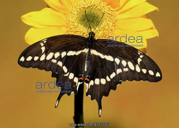 : Giant Swallowtail Butterfly : Giant Swallowtail Butterfly