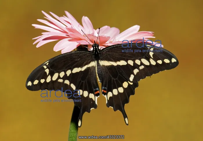 : Giant Swallowtail Butterfly : Giant Swallowtail Butterfly