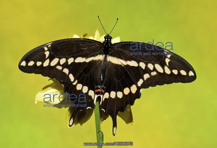 : Giant Swallowtail Butterfly : Giant Swallowtail Butterfly