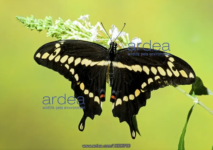 : Giant Swallowtail Butterfly : Giant Swallowtail Butterfly