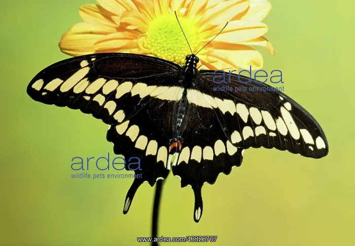 : Giant Swallowtail Butterfly : Giant Swallowtail Butterfly