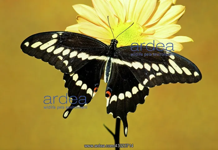 : Giant Swallowtail Butterfly : Giant Swallowtail Butterfly