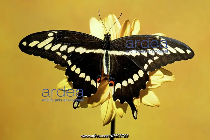: Giant Swallowtail Butterfly : Giant Swallowtail Butterfly
