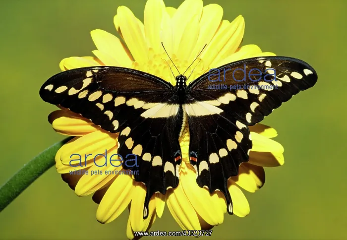 : Giant Swallowtail Butterfly : Giant Swallowtail Butterfly
