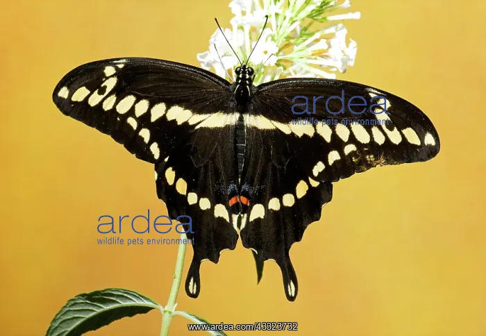 : Giant Swallowtail Butterfly : Giant Swallowtail Butterfly