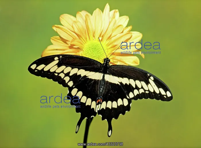 : Giant Swallowtail Butterfly : Giant Swallowtail Butterfly