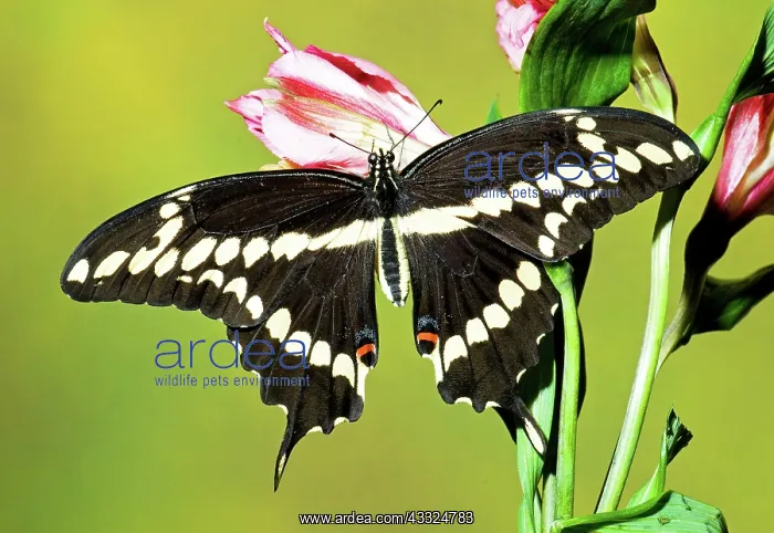 : Giant Swallowtail Butterfly : Giant Swallowtail Butterfly
