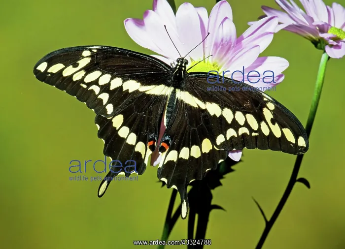 : Giant Swallowtail Butterfly : Giant Swallowtail Butterfly