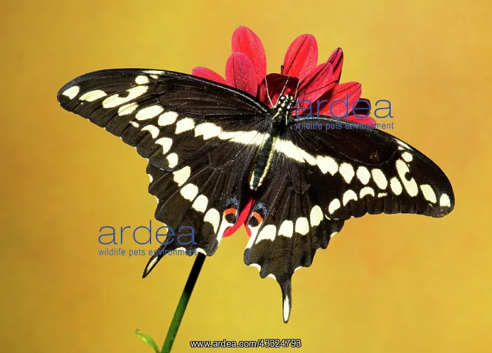 : Giant Swallowtail Butterfly : Giant Swallowtail Butterfly