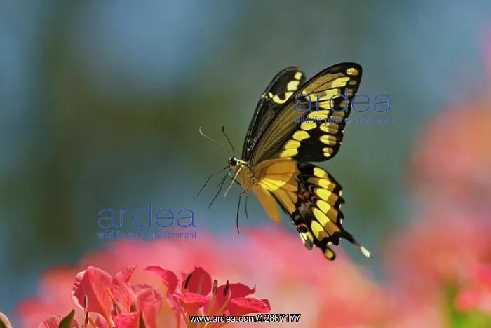 : Giant Swallowtail Butterfly - in flight, about : Giant Swallowtail Butterfly - in flight, about
