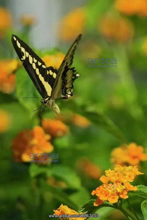 : Giant Swallowtail Butterfly - flying : Giant Swallowtail Butterfly - flying