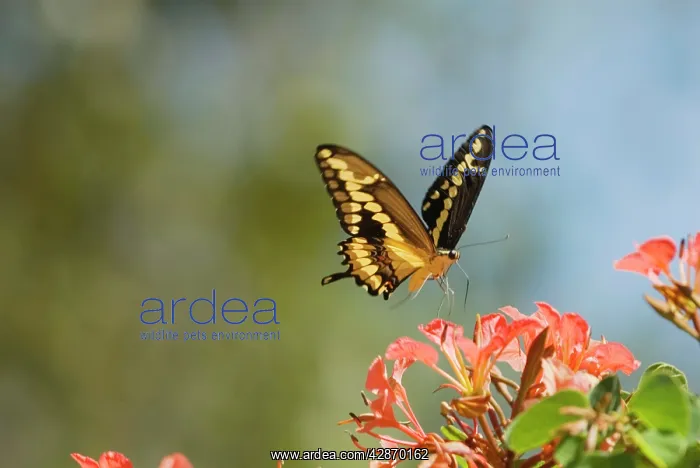 : Giant Swallowtail Butterfly - about to land and : Giant Swallowtail Butterfly - about to land and