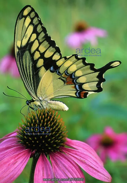 : Giant Swallowtail Butterfy : Giant Swallowtail Butterfy