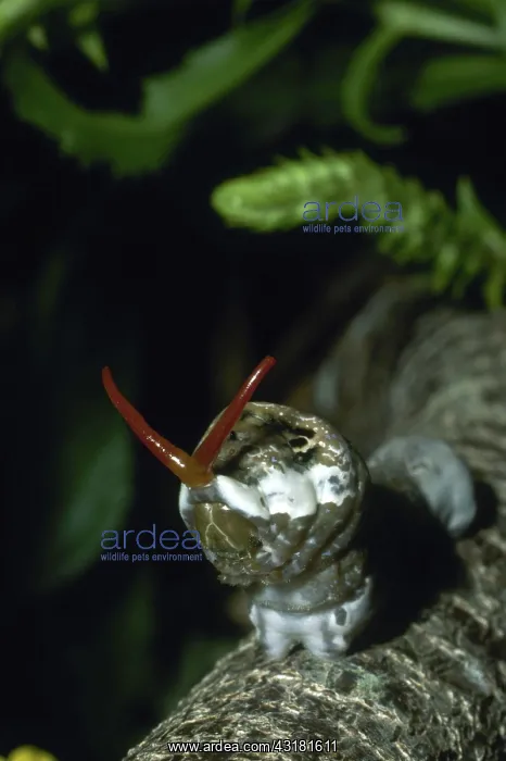 : Giant Swallowtail Caterpillar : Giant Swallowtail Caterpillar