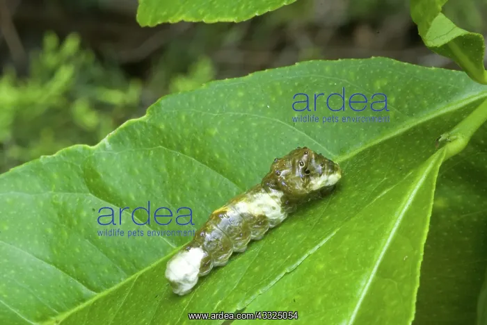 : Giant swallowtail caterpillar : Giant swallowtail caterpillar