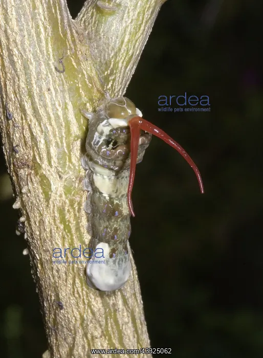 : Giant swallowtail caterpillar : Giant swallowtail caterpillar