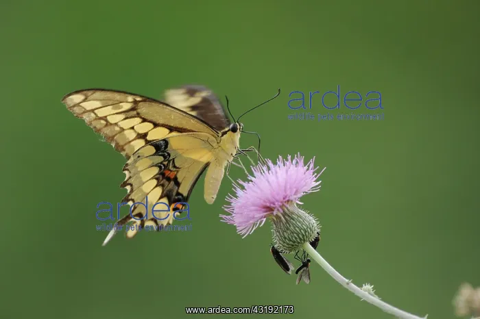 : Giant Swallowtail (Papilio cresphontes), adult feeding : Giant Swallowtail (Papilio cresphontes), adult feeding