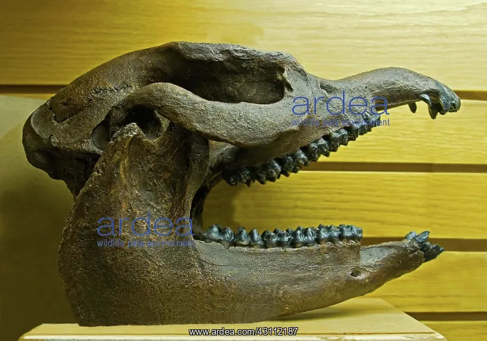 : Giant Tapair Fossil Skull : Giant Tapair Fossil Skull