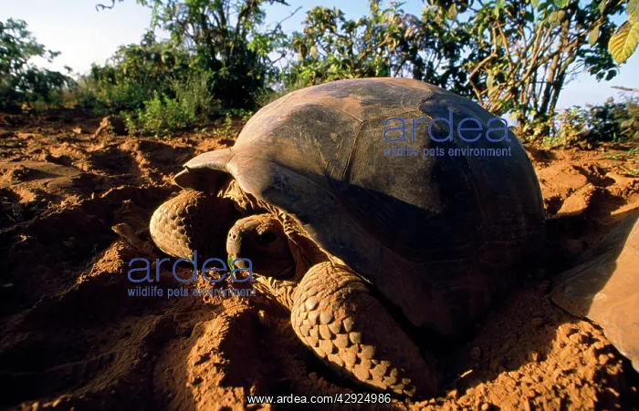 : Giant Tortoise : Giant Tortoise
