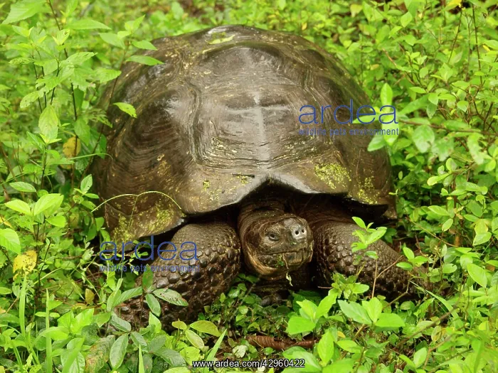 : Giant Tortoise : Giant Tortoise