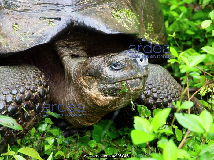 : Giant Tortoise : Giant Tortoise