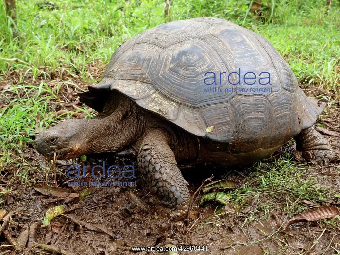 : Giant Tortoise : Giant Tortoise
