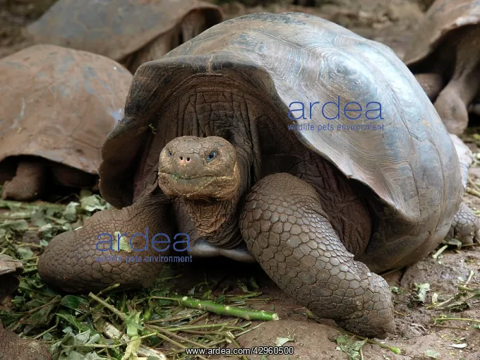 : Giant Tortoise : Giant Tortoise