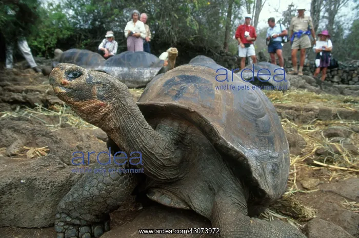 : Giant Tortoise : Giant Tortoise
