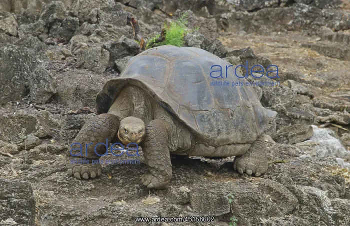 : Giant Tortoise : Giant Tortoise