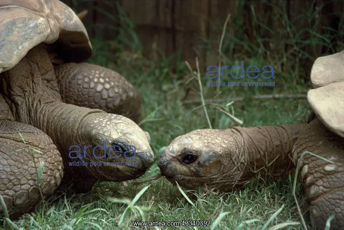 : Giant Tortoise : Giant Tortoise