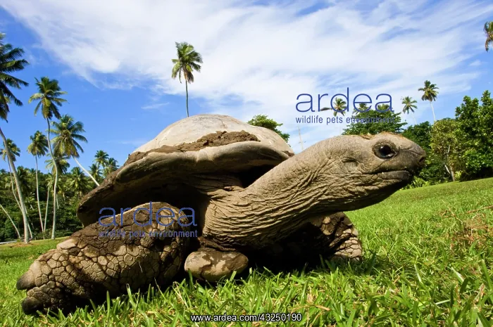 : Giant Tortoise on Fregate Island : Giant Tortoise on Fregate Island