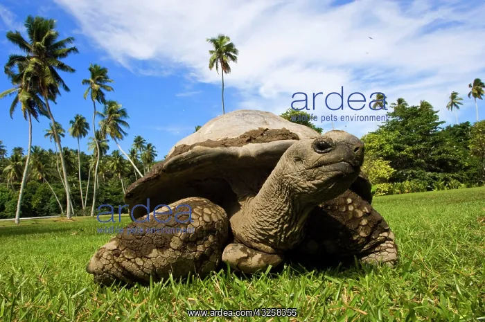 : Giant Tortoise on Fregate Island : Giant Tortoise on Fregate Island