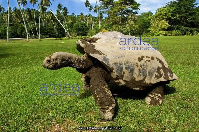  : Giant Tortoise on Fregate Island