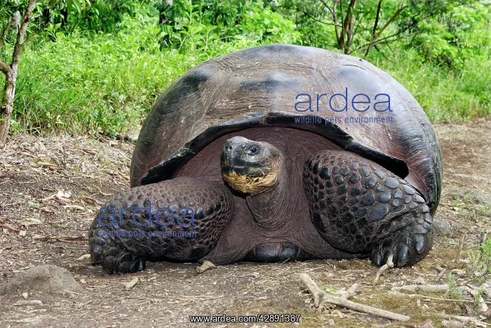 : Giant Tortoise - On ground : Giant Tortoise - On ground
