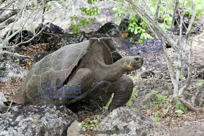 : Giant Tortoise - Intermediate shape between Dome : Giant Tortoise - Intermediate shape between Dome