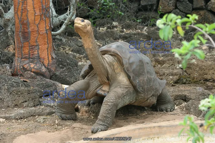 : Giant Tortoise Lonesome George Geochelone elephantophus : Giant Tortoise Lonesome George Geochelone elephantophus
