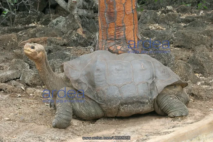 : Giant Tortoise Lonesome George Geochelone elephantophus : Giant Tortoise Lonesome George Geochelone elephantophus