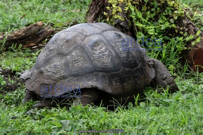 : Giant tortoise found in the nature preserve on Santa Cruz : Giant tortoise found in the nature preserve on Santa Cruz