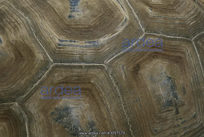 : Giant Tortoise Shell : Giant Tortoise Shell