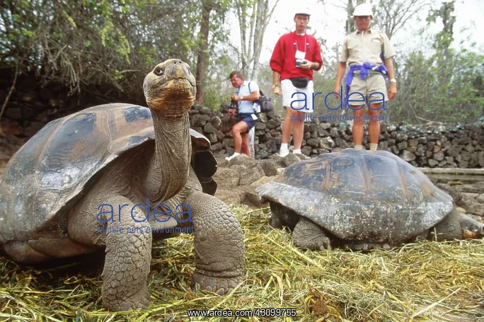 : Giant tortoises : Giant tortoises