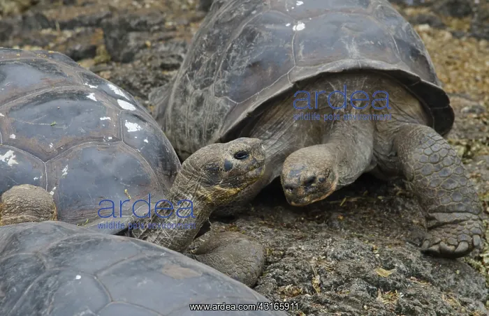 : Giant Tortoises : Giant Tortoises