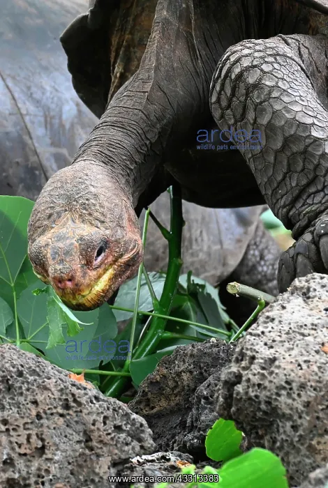 : Giant tortoises (Chelonoidis sp) eating at the C : Giant tortoises (Chelonoidis sp) eating at the C