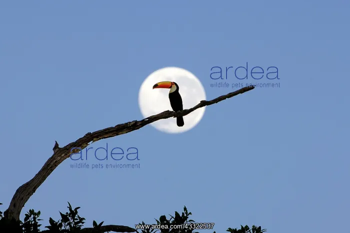 : Giant toucan (Ramphastos toco), at moonset, Pantanal : Giant toucan (Ramphastos toco), at moonset, Pantanal
