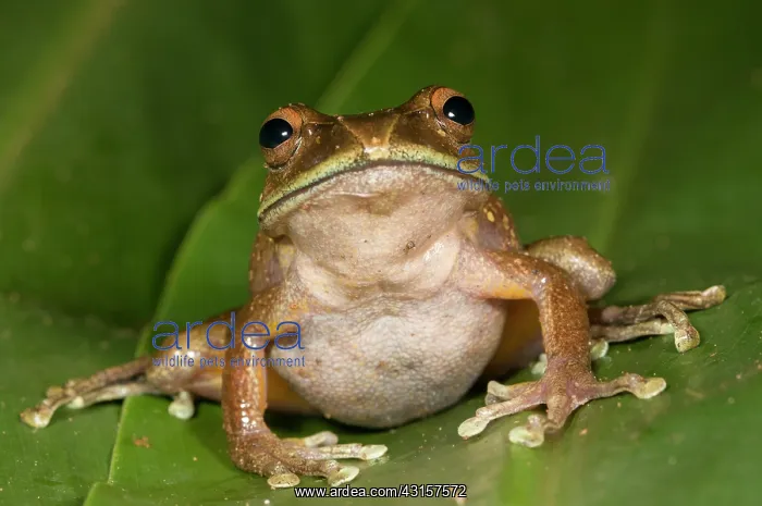 : Giant Tree Frog : Giant Tree Frog