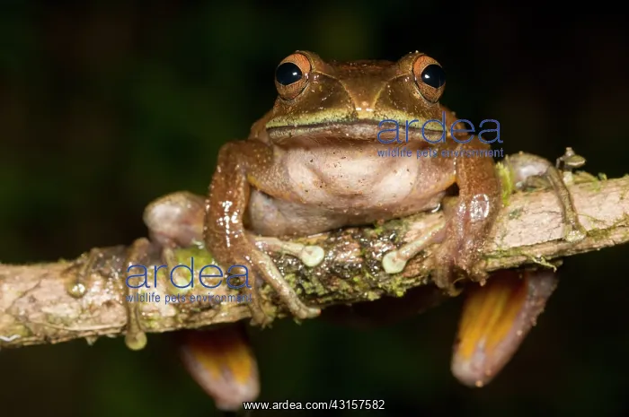 : Giant Tree Frog : Giant Tree Frog