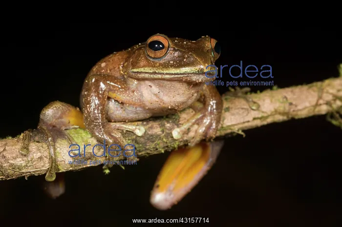 : Giant Tree Frog : Giant Tree Frog