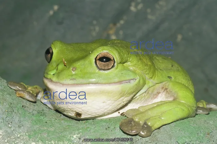 : Giant tree frog : Giant tree frog