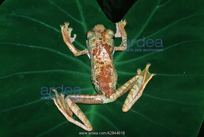 : Giant TREEFROG : Giant TREEFROG