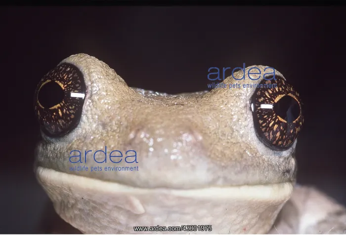 : GIANT TREEFROG : GIANT TREEFROG