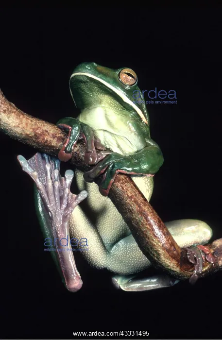 : GIANT TREEFROG : GIANT TREEFROG